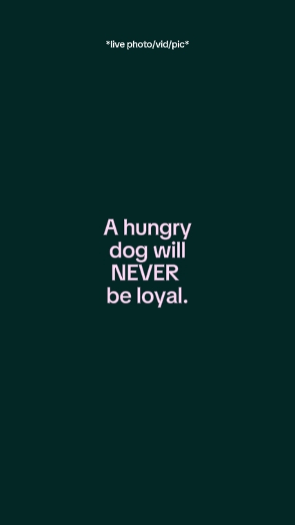 Ahungrydogwillnever