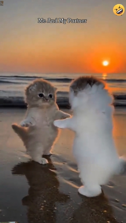 Kucing lucu.. 