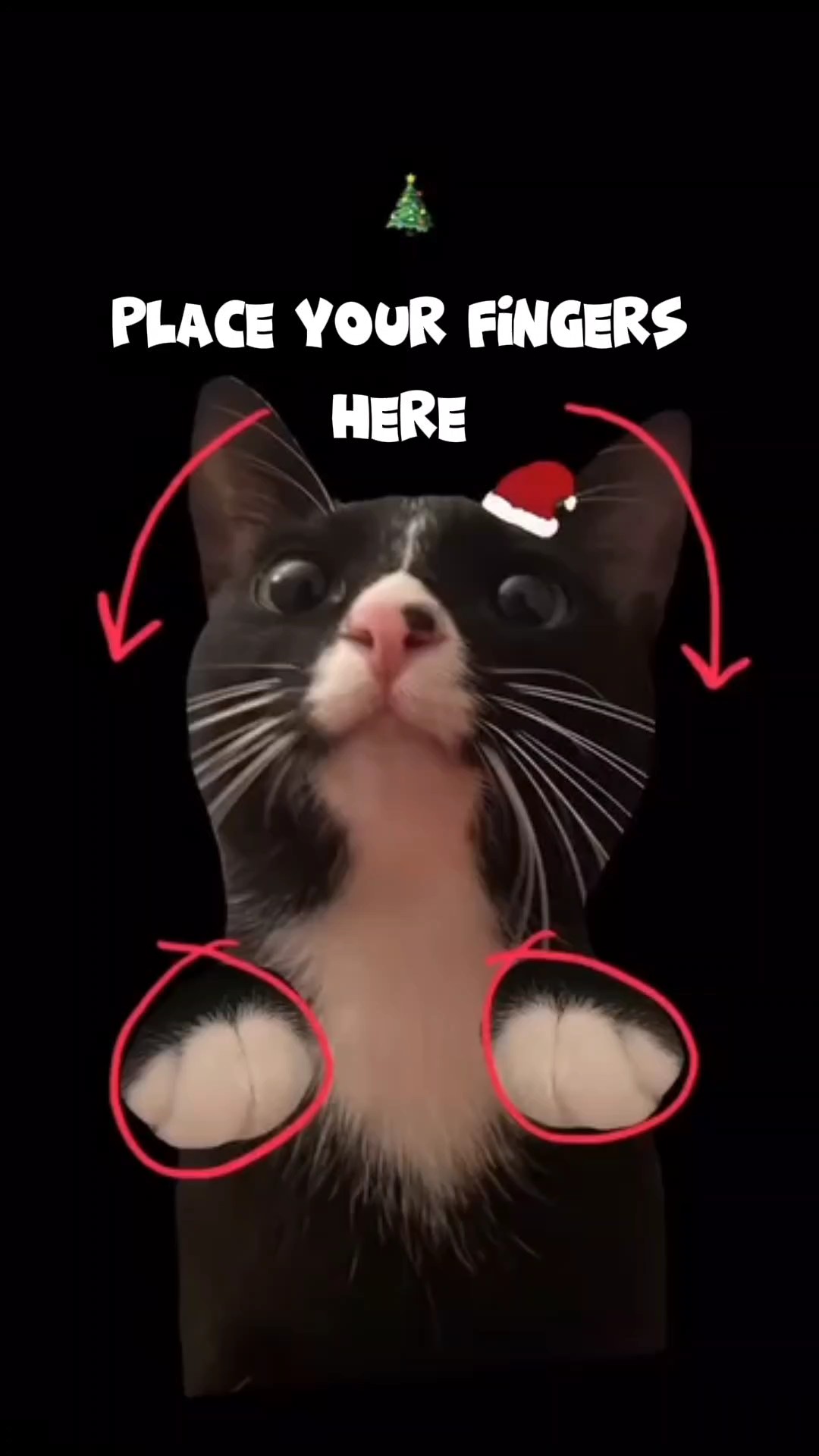 Lustiges Katzen-Meme 