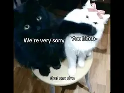 I’m you bitch- heheh