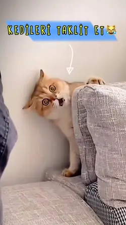 KEDİLERİ TAKLİT ET 😹