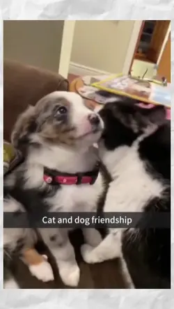 cat and dog