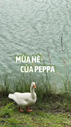 Mùa hè của peppa