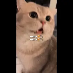 Would u meow for me?