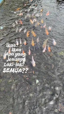 Ikan-ikan apa
