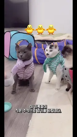 2025 감사편지&2026 새해인사