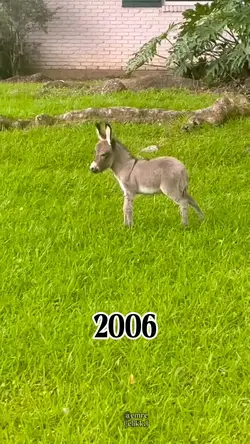 EFSANE değişim şblnu