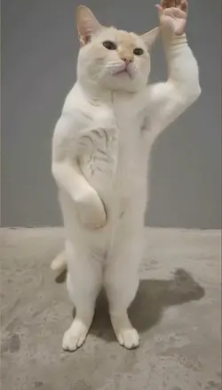dancing cat