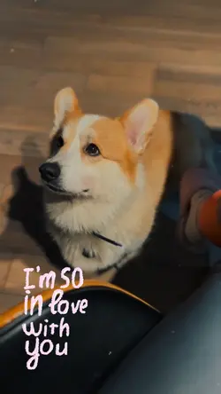 YOUR PET ❤️‍🩹