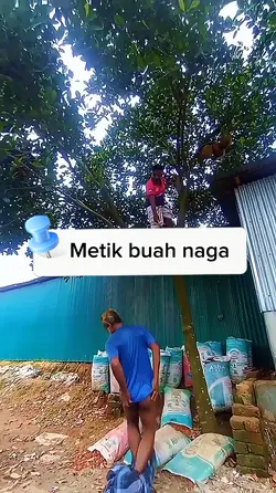 metik buah naga