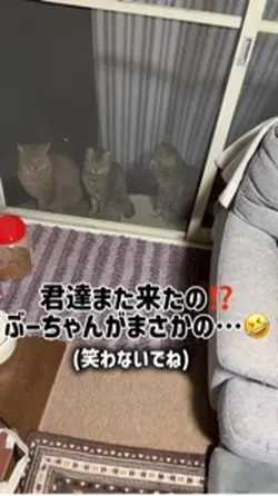 ぶー