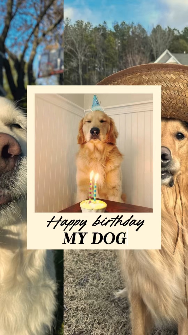 Cachorro feliz aniversário