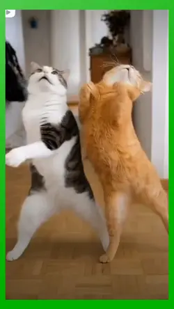 two cats dance