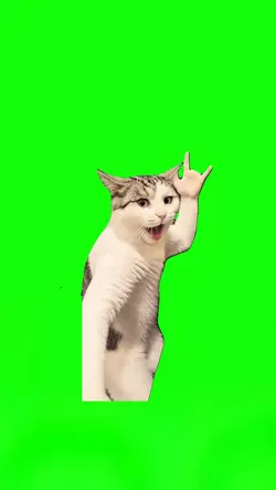 Karate Cat