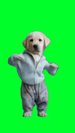 Dancing dog meme
