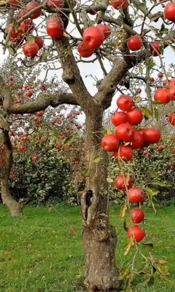 Apple crack with pic