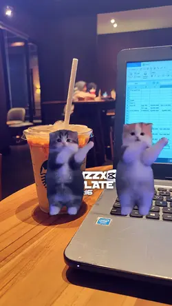 kucing dc