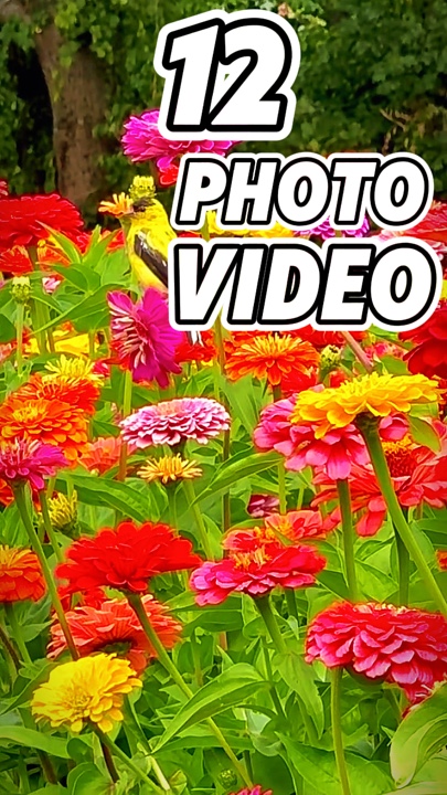 11 clip o foto 