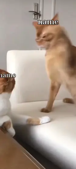 뭐요 싸우는 고양이 처음봐여?