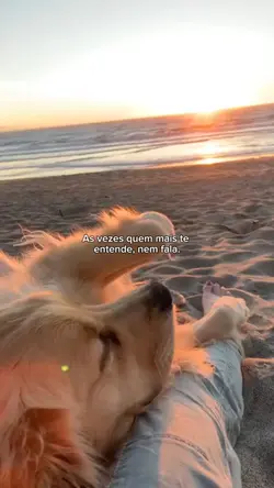 amigos de pata