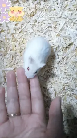 Hamster gemes