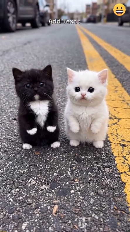 Cute Cat.. 