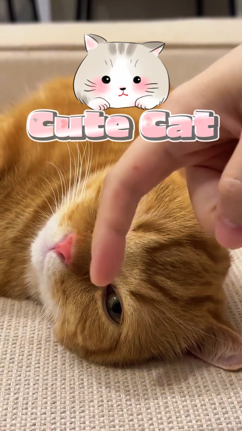 귀여운 고양이