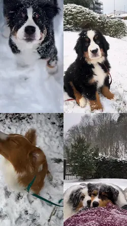 Snow with dogs