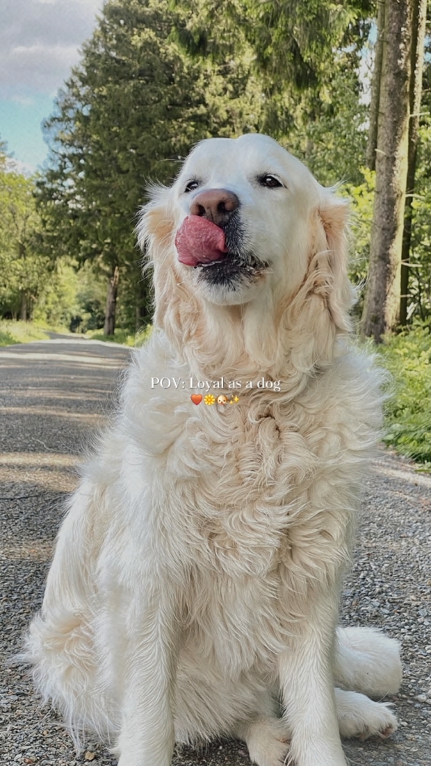 PERRO LINDO