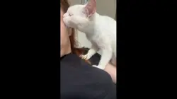 Como é ter um gato? 