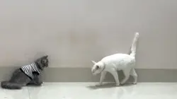 2 video