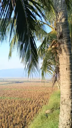 Pohon kelapa... 