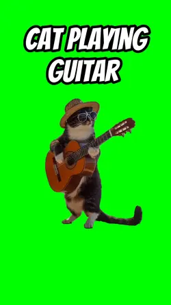Cat playing guitar 