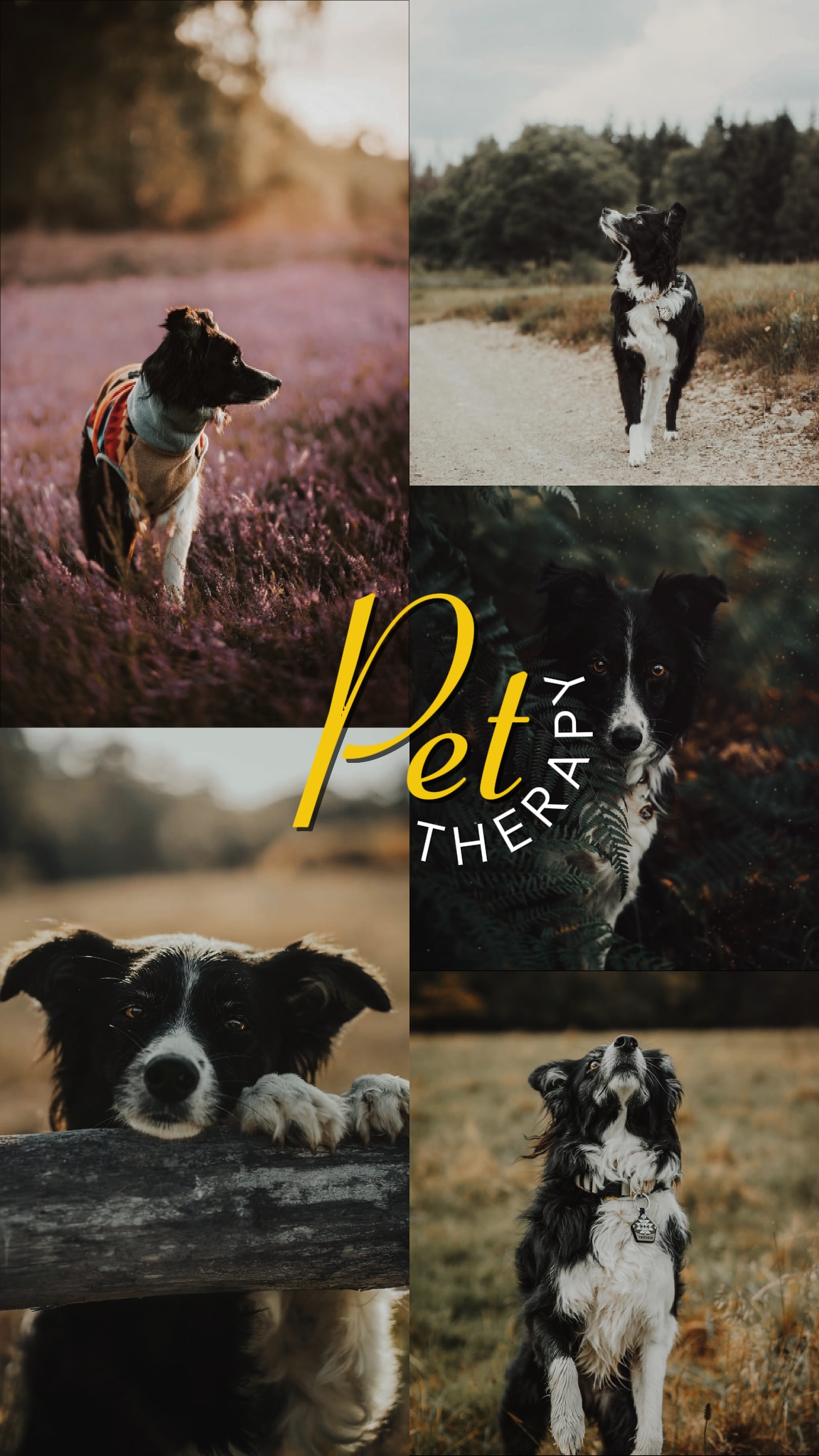 PET THERAPY