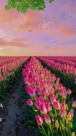 5 videos springvibes