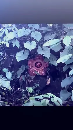 bunga Rafflesia