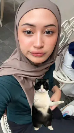 stiker kucing joget