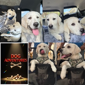 Aventuras de perros 