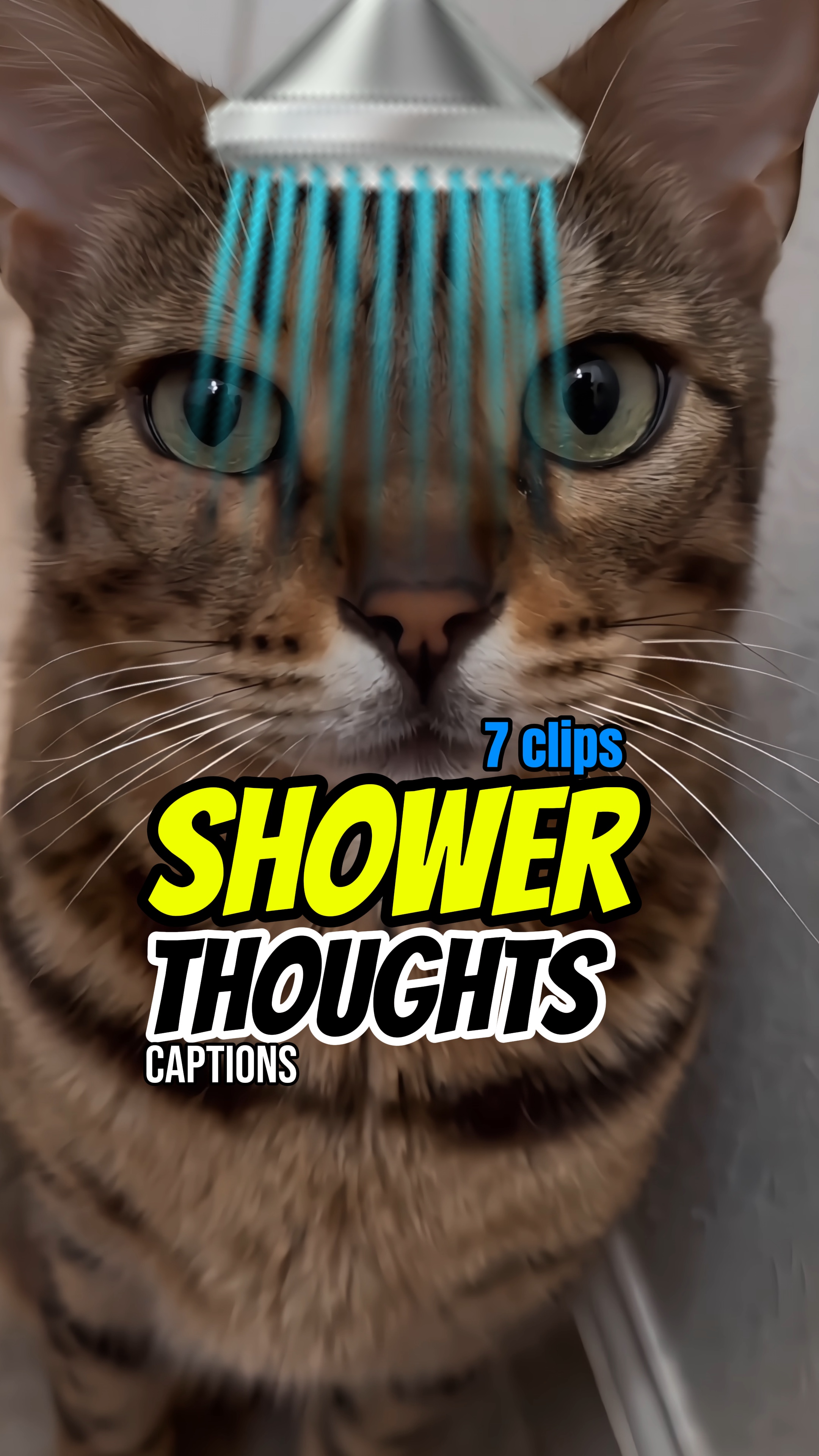 샤워 생각 🚿😺😼