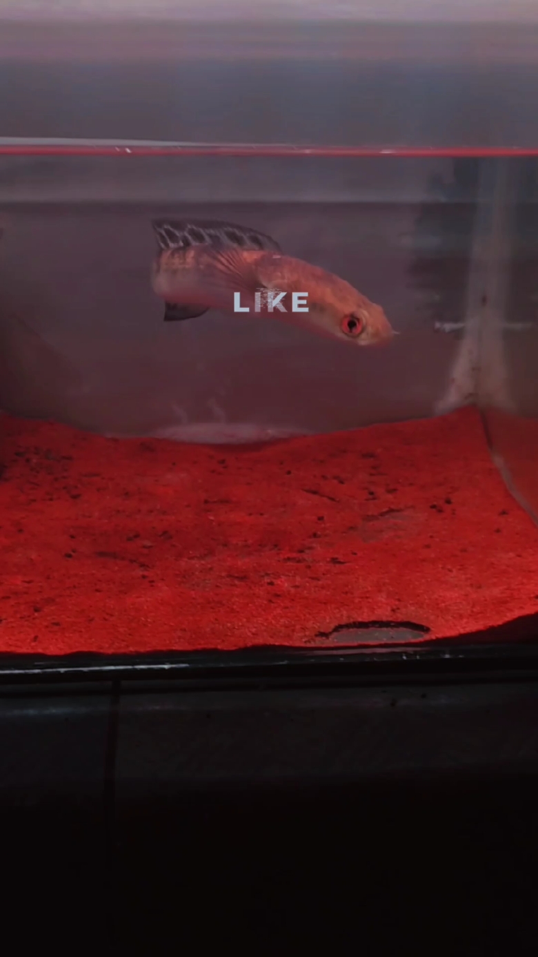 slowmo x channamaru