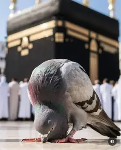 hajj kalimat