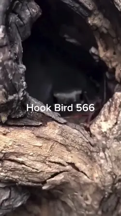 Hook Bird 566