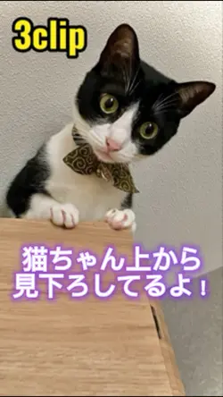 猫ちゃん上から見下ろしてるよ✨️