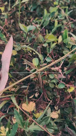 เดินทาง