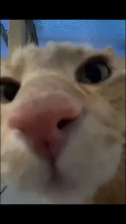 Cat kiss meme