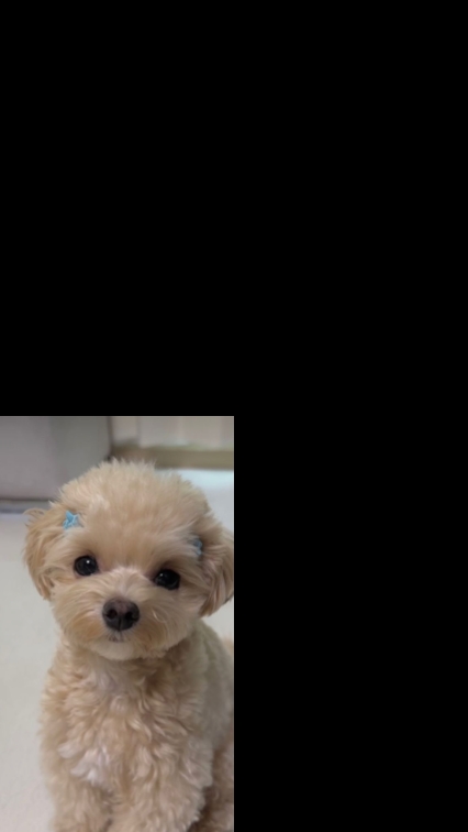 ANG AKING PET DOG