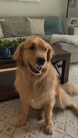 Dog moments