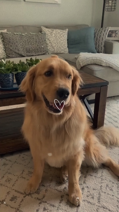 Momentos de perros