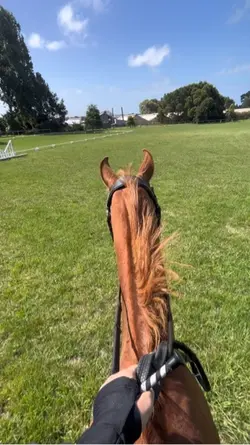 horse edit