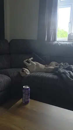 Dog